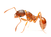 Pharoah Ant image