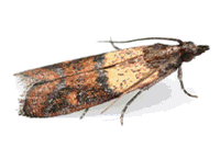 Indian Moth image