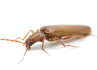 Red Flour Beetle image