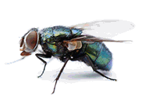 Blow Fly image