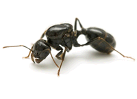 Carpenter Ant image