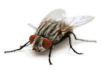 Cluster Fly image