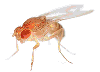Fruit Fly image