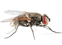 House Fly image