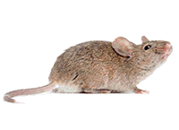 House Mouse image