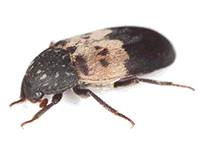 Laber Beetle image
