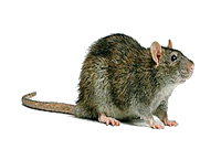 Sewer Rat image