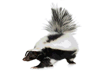 Skunk image
