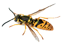wasp image